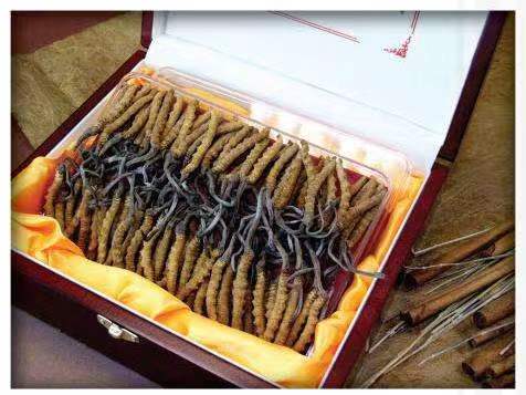 盐边冬虫夏草回收